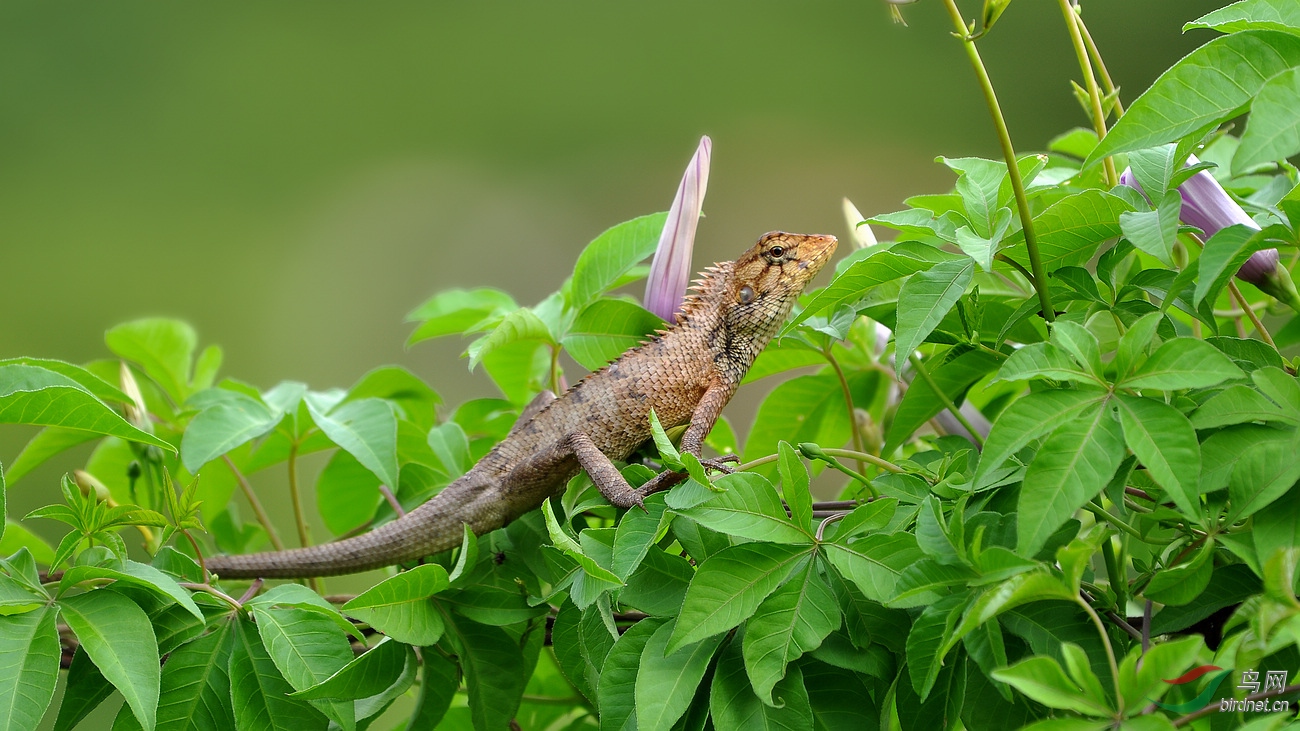 光影树蜥 - 昆虫与微距 鸟网