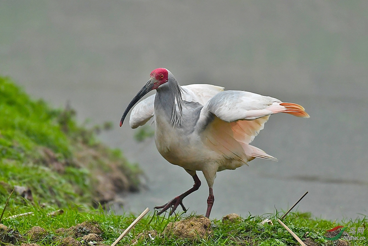 综合支持新疆版朱鹮8