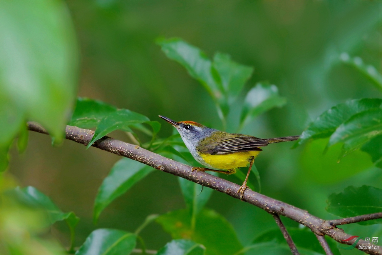 (栗头织叶莺)警惕注视 ---- 金头缝叶莺(荣获首页精华)
