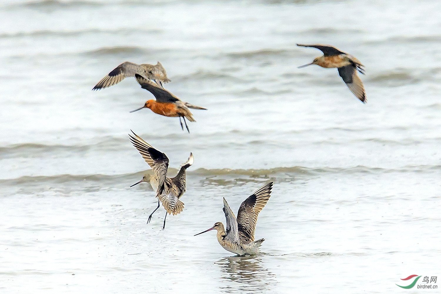 海滩上觅食的鹬鸟