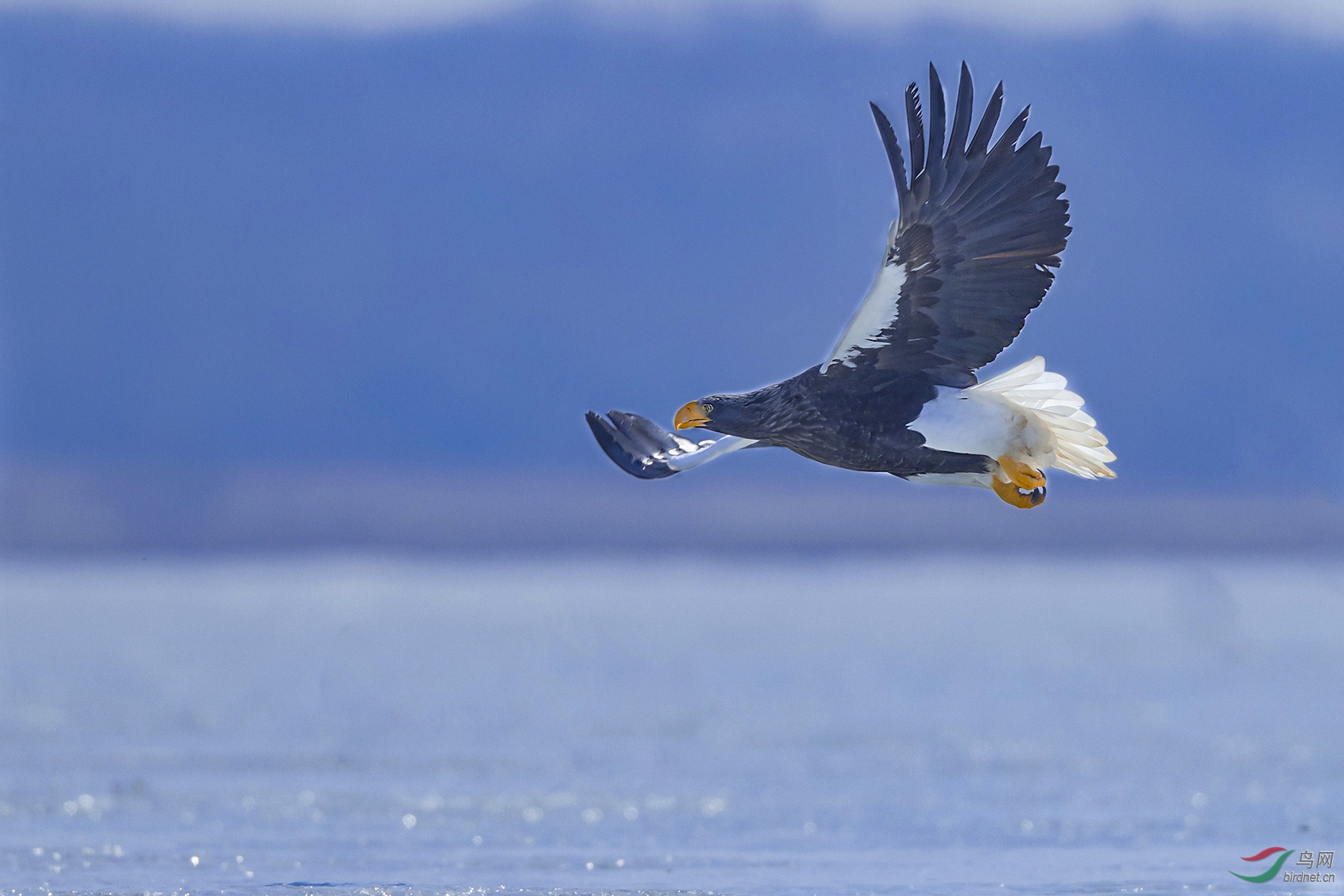 迁徙路过的贵客——虎头海雕!
