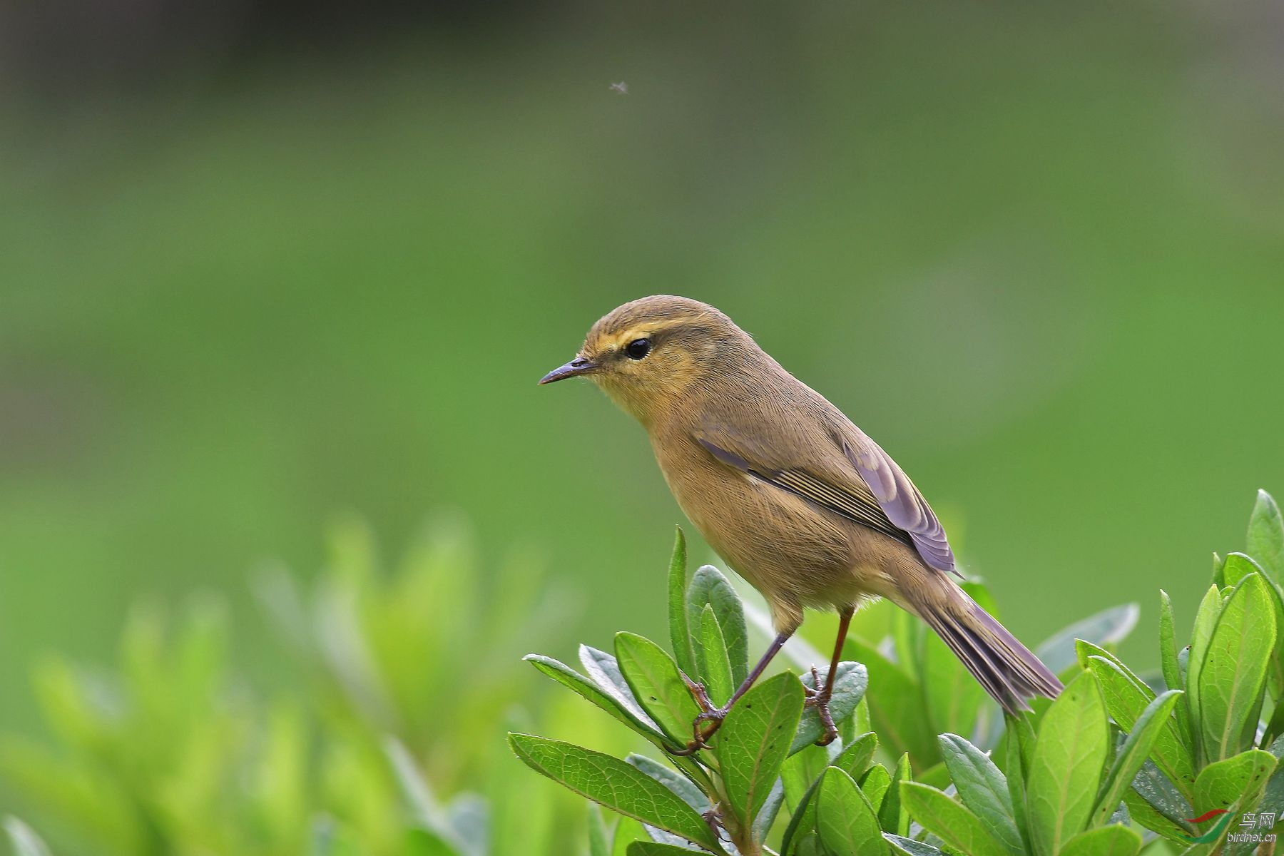 灌木上的棕腹柳莺