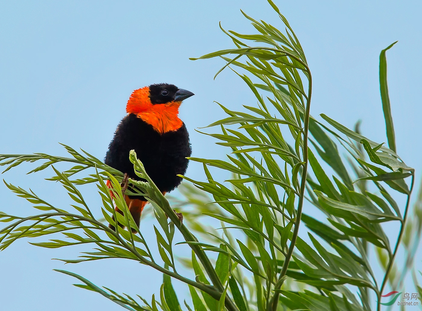 林中俏 — 橙巧织雀