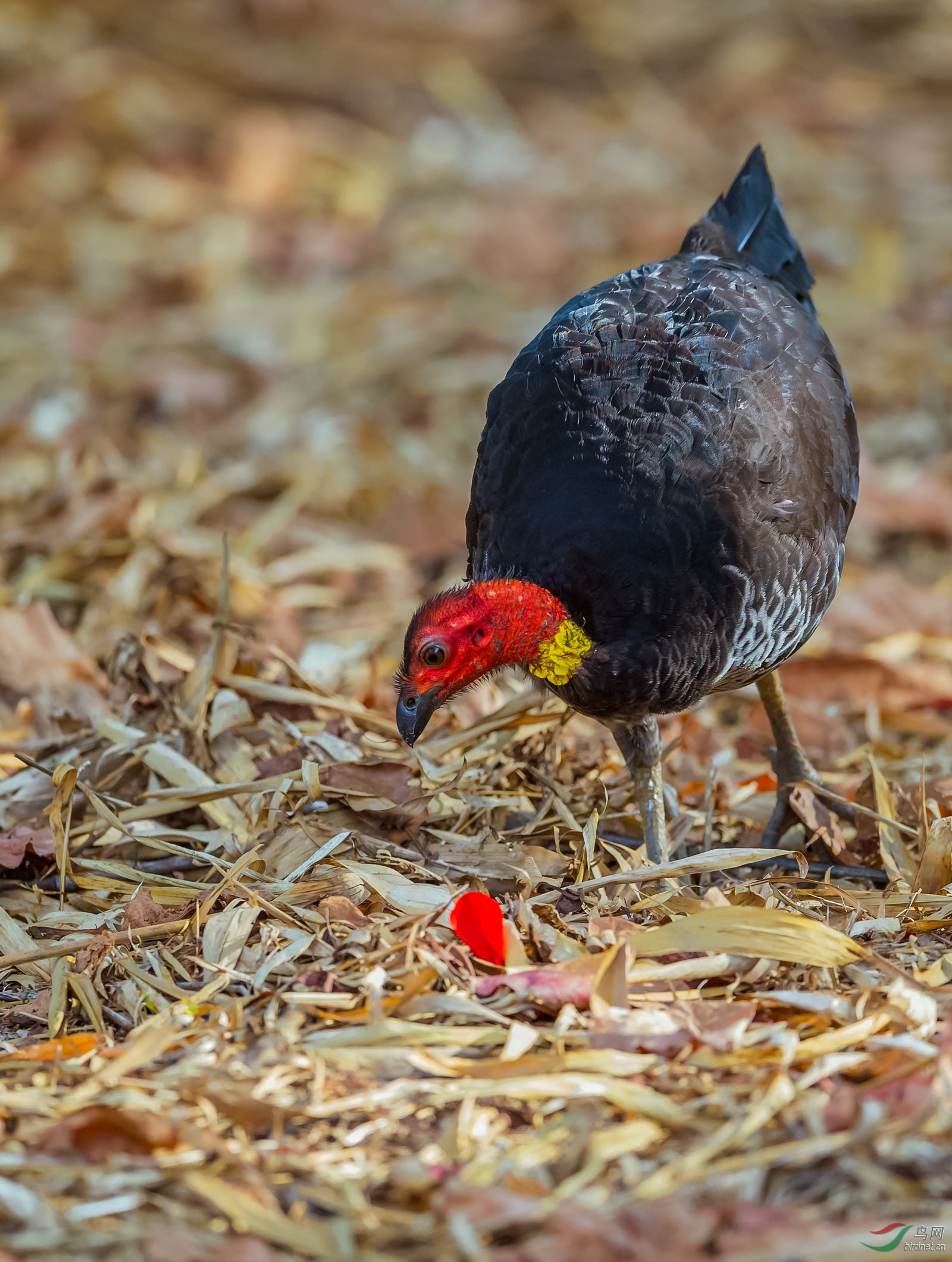 原生态环境中的灌丛冢雉
