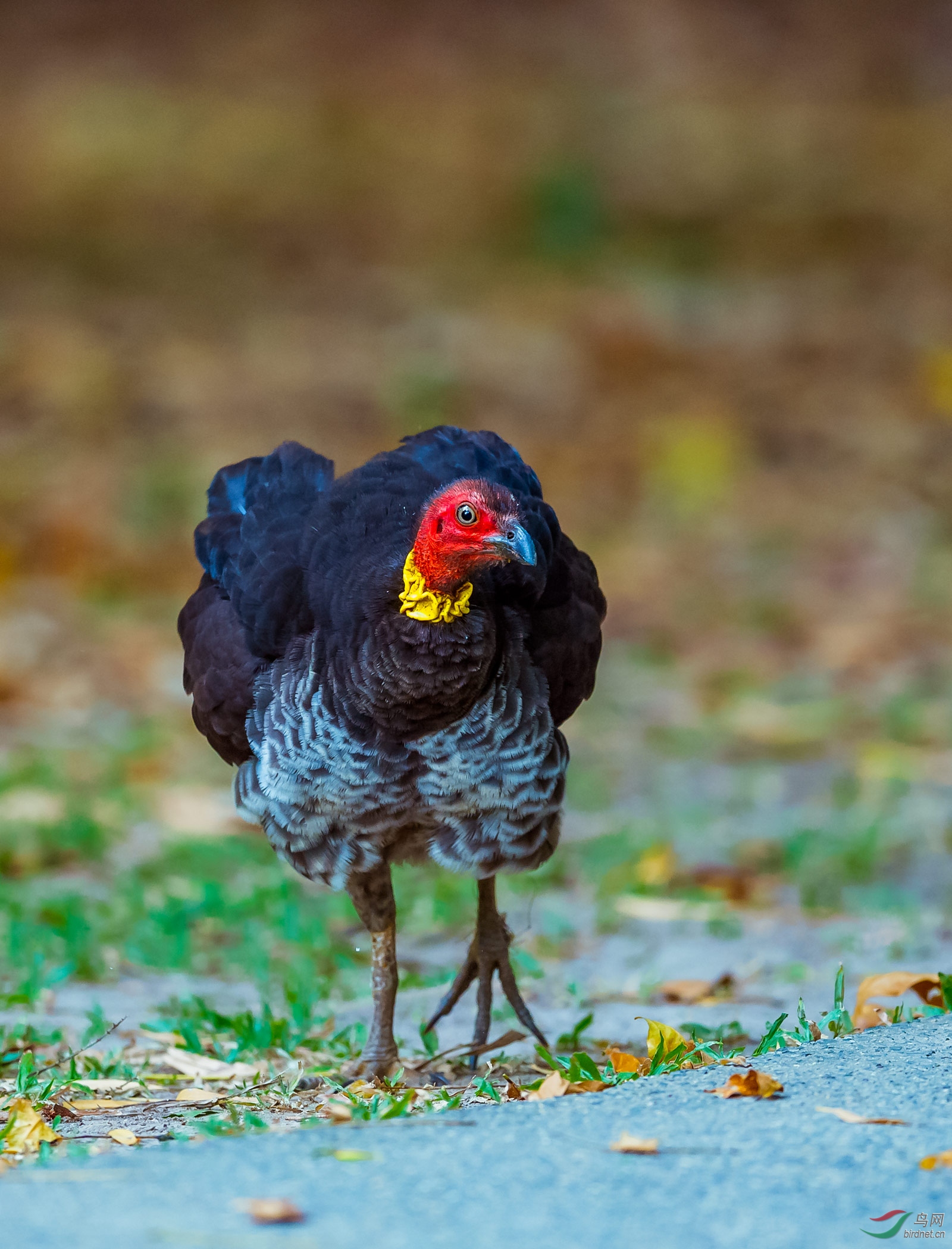 抖毛的灌丛冢雉