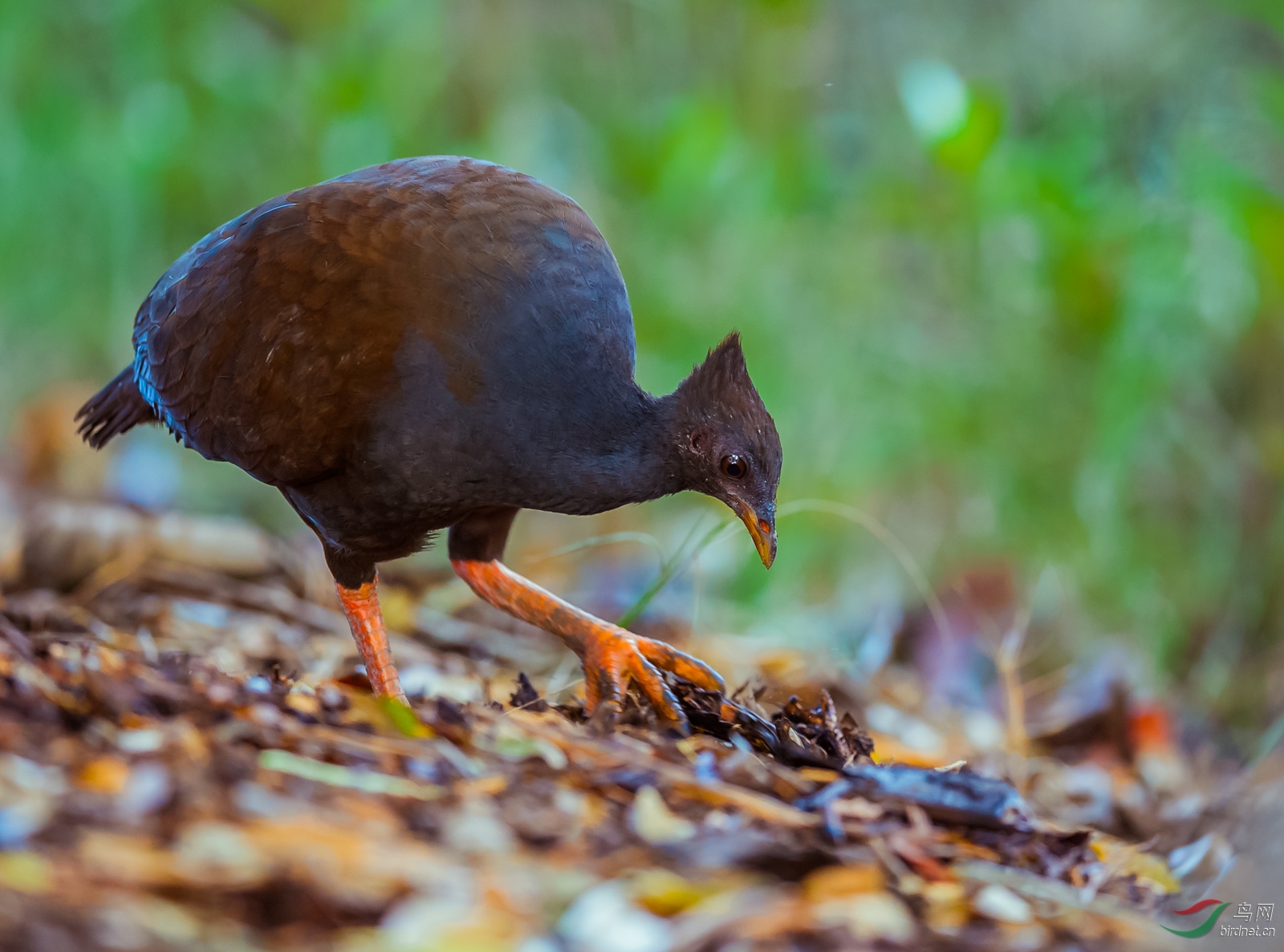 刨食的橙脚冢雉