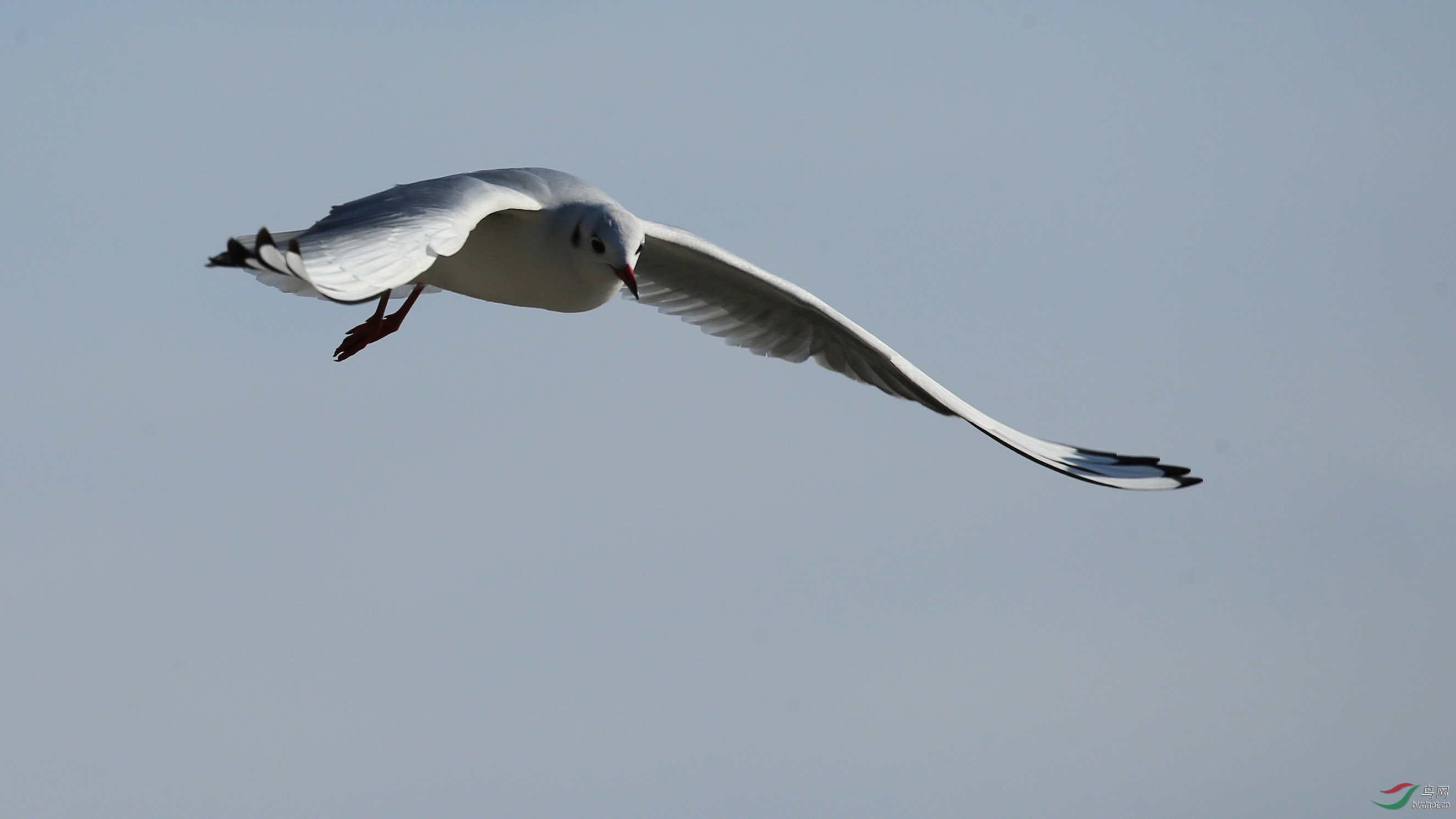 水鸟红嘴鸥天津