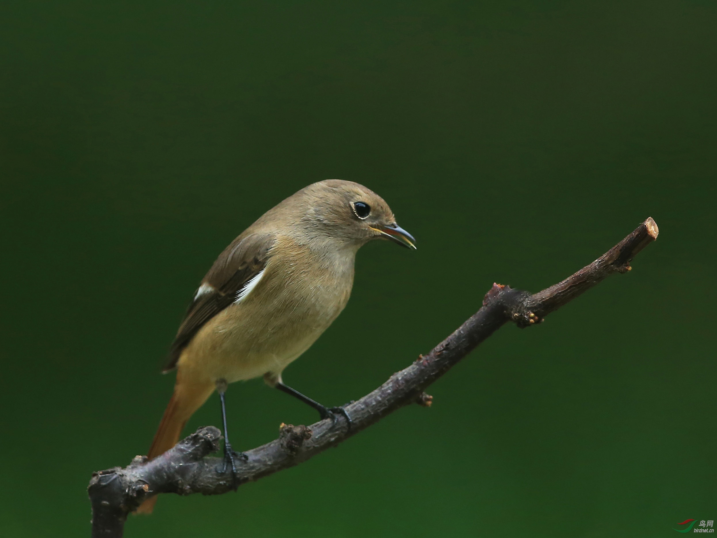 林鸟北红尾鸲雌北京动物园