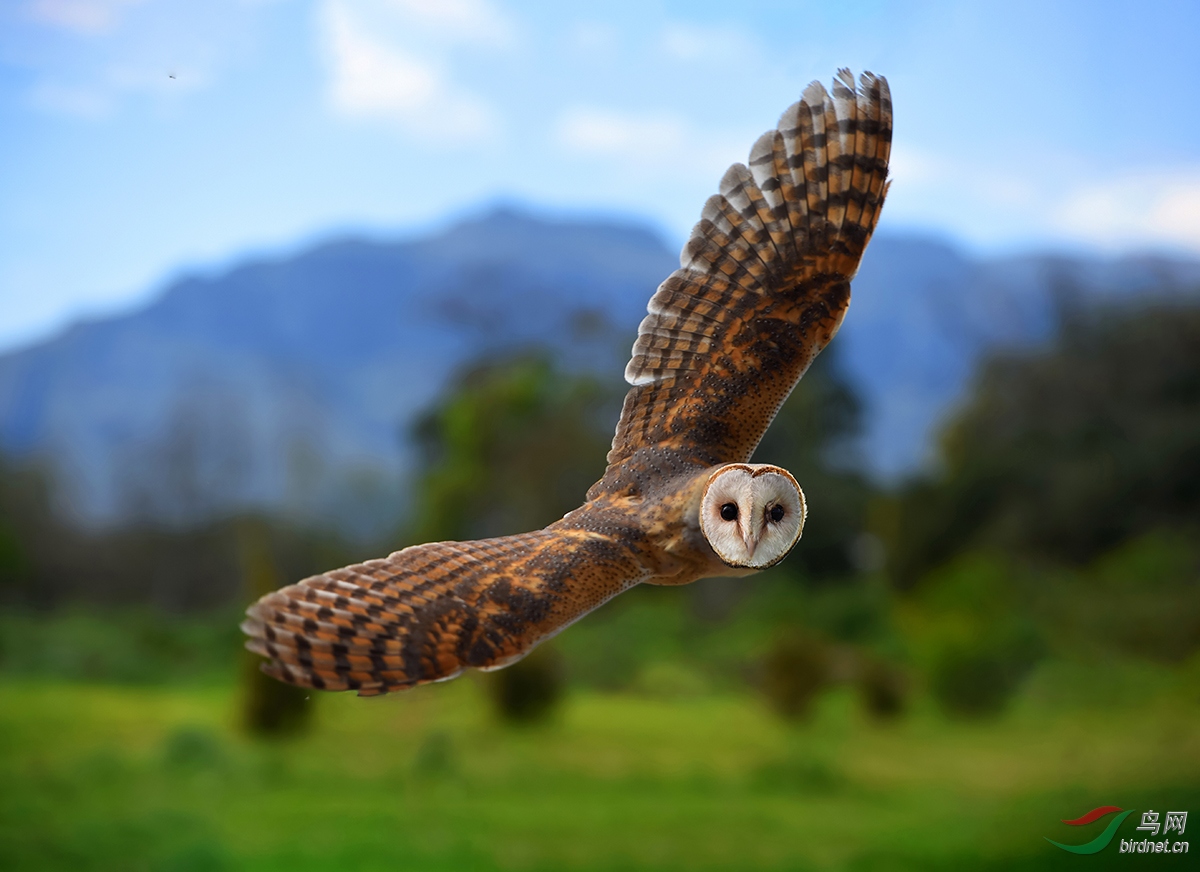 仓鸮来自南部非洲苍鸮祝贺荣获首页精华