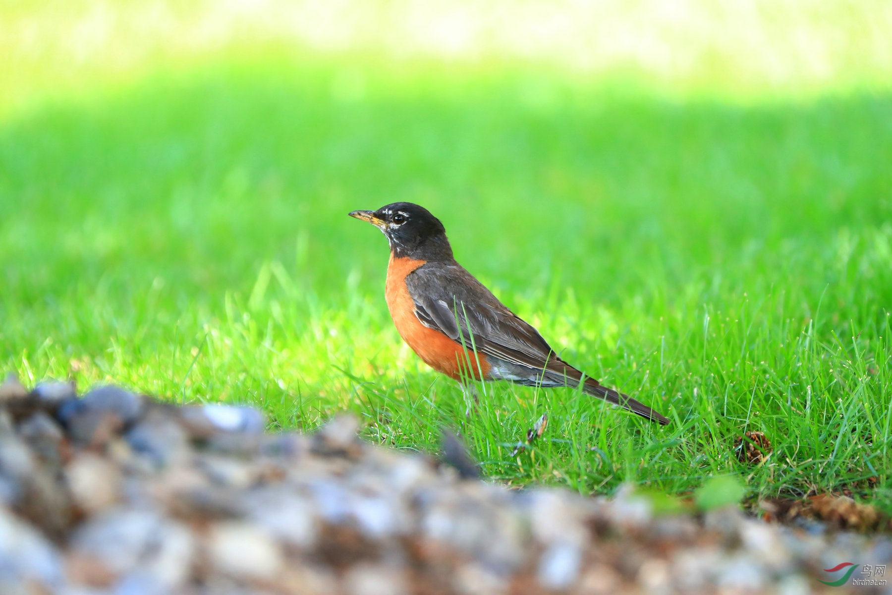 林鸟赤胸鸫祝贺彭刚夏羽老师荣任甘肃版版主
