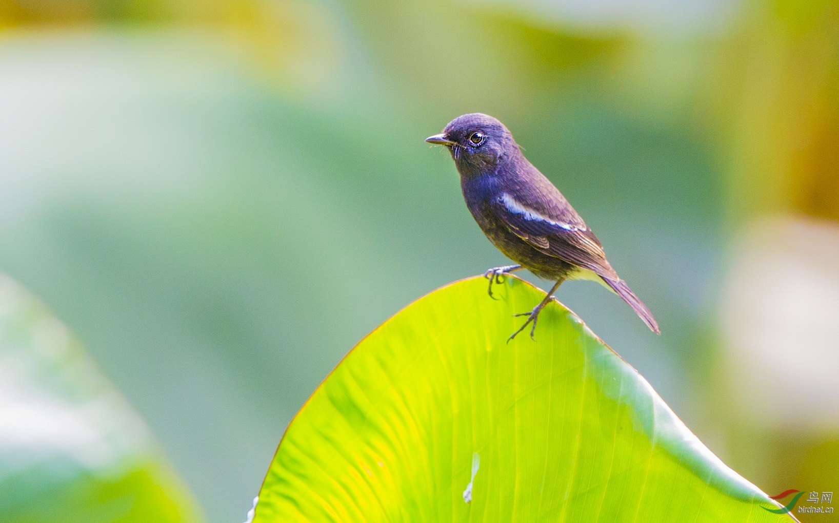 白斑黑石鵖(雌雄)