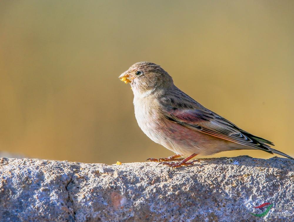 享受阳光秋日里的蒙古沙雀
