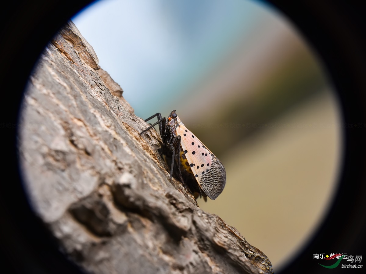 DSC_2288СС.jpg
