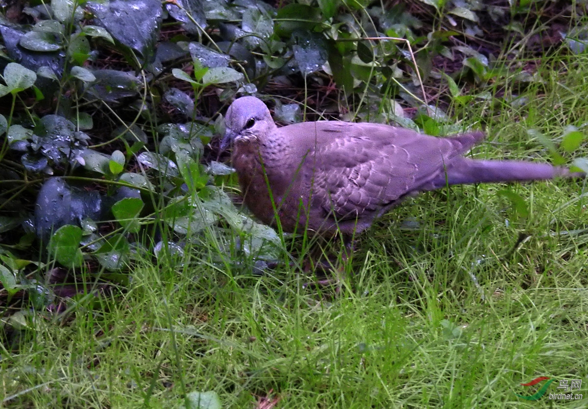 DSCN8006 ����.jpg