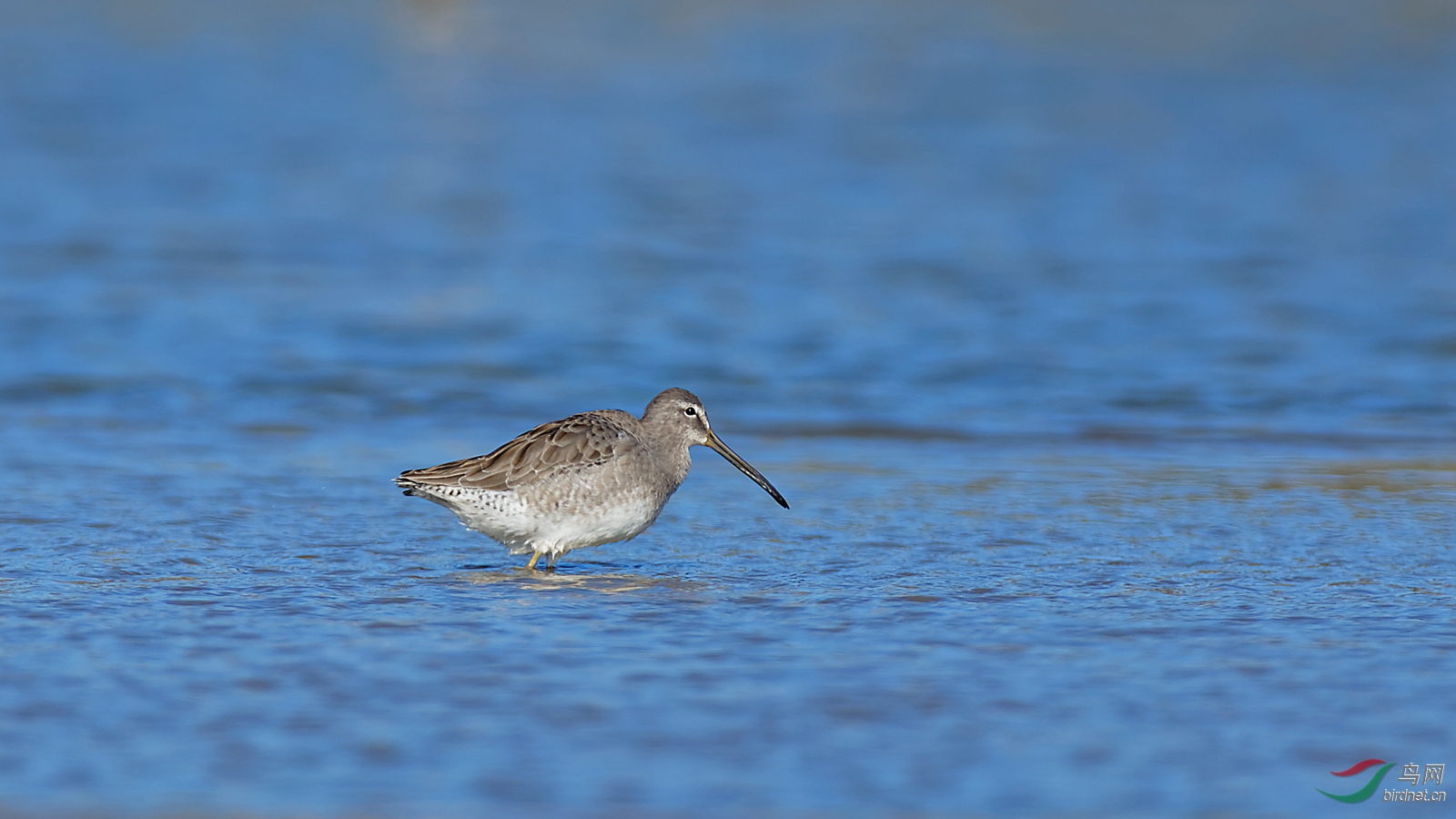 罕见的长嘴半蹼鹬