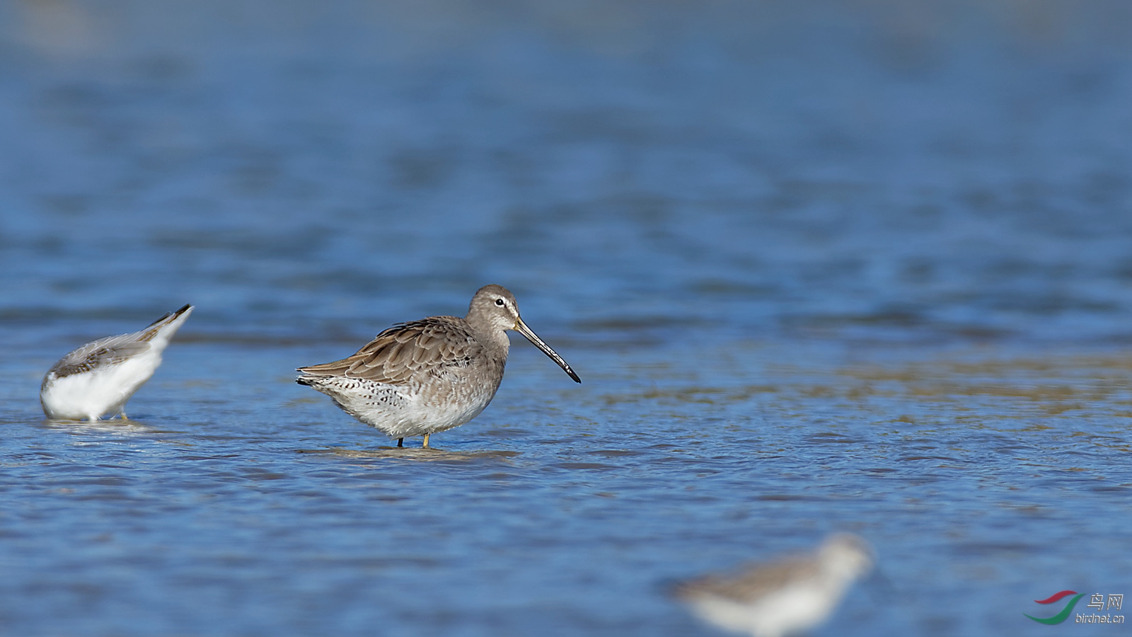 罕见的长嘴半蹼鹬