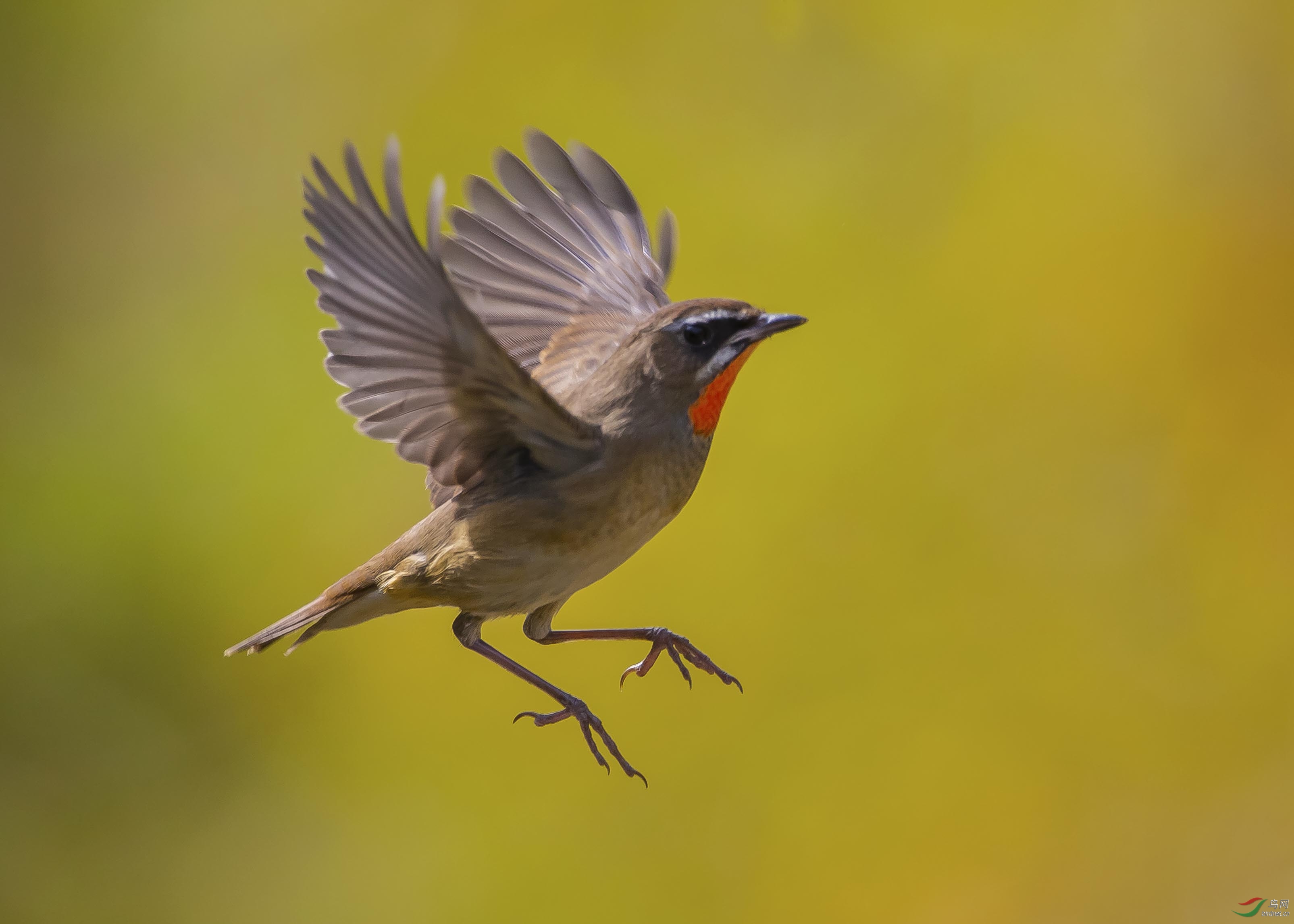 悬停的红喉歌鸲