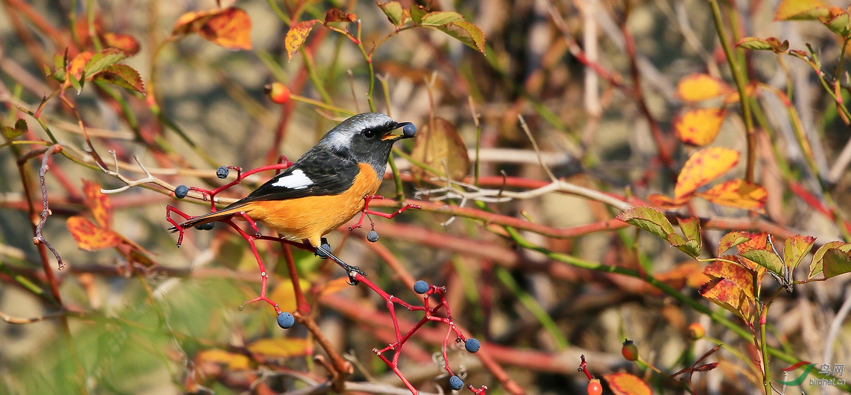 《舌尖上的中国之北红尾鸲》