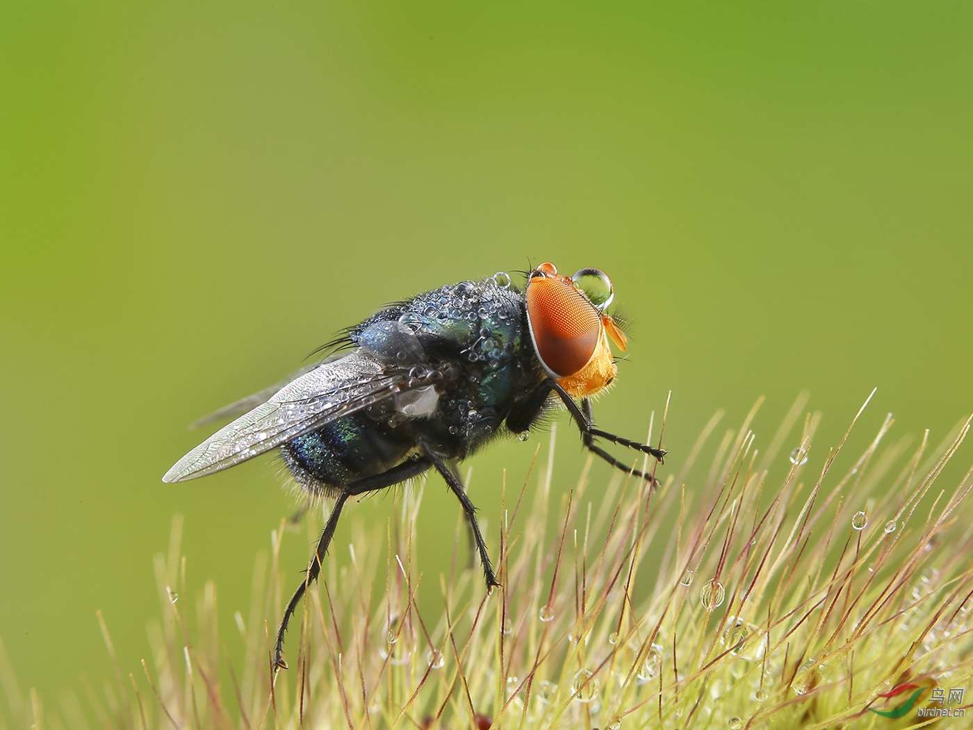 [动物] 露水虫---恭贺首页精华