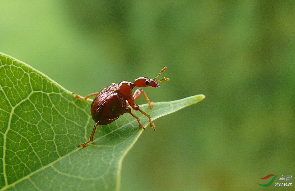 卷叶象鼻虫