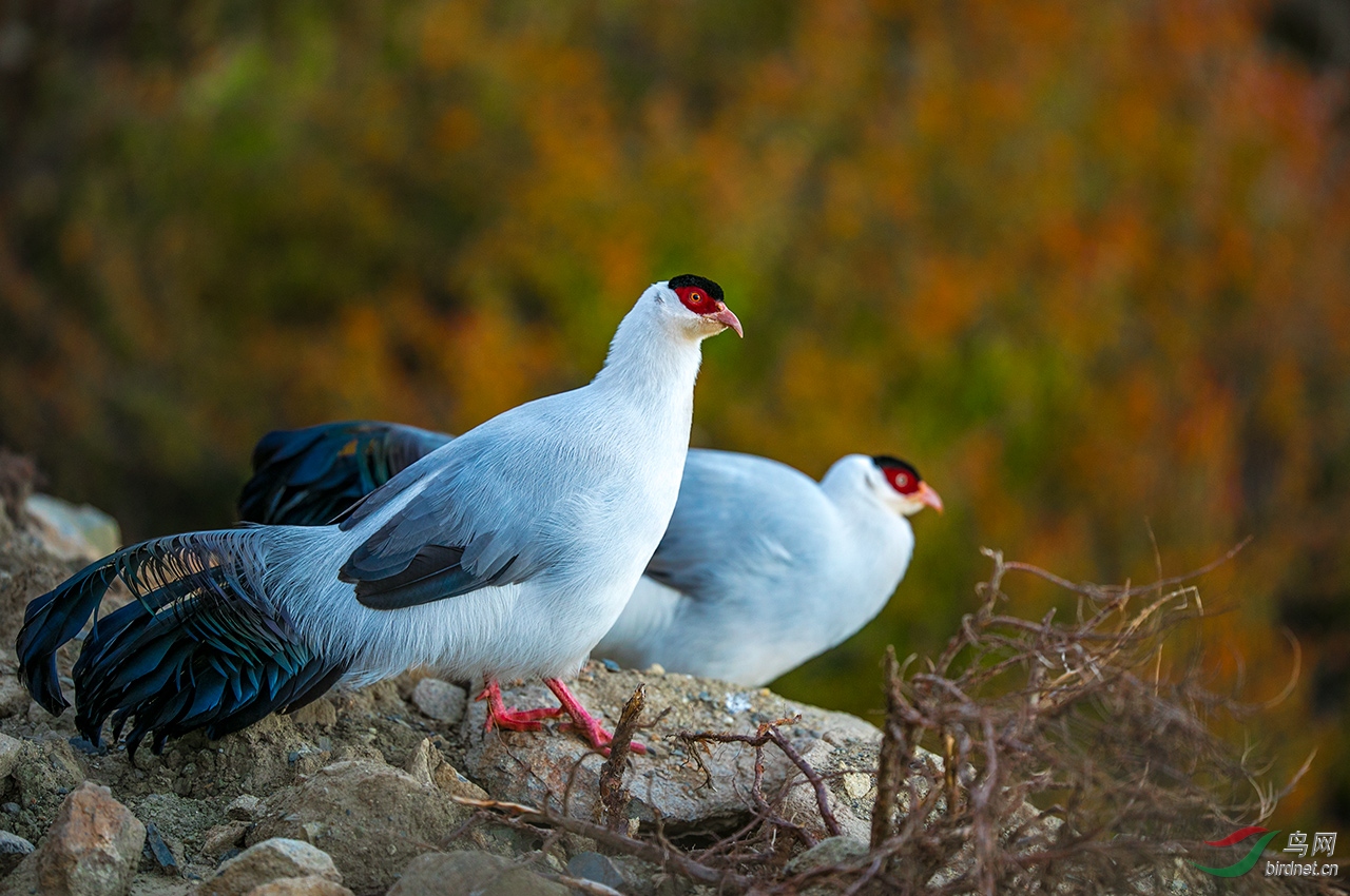 [综合] (白马鸡)稻城----白马鸡(获首页精华图片)