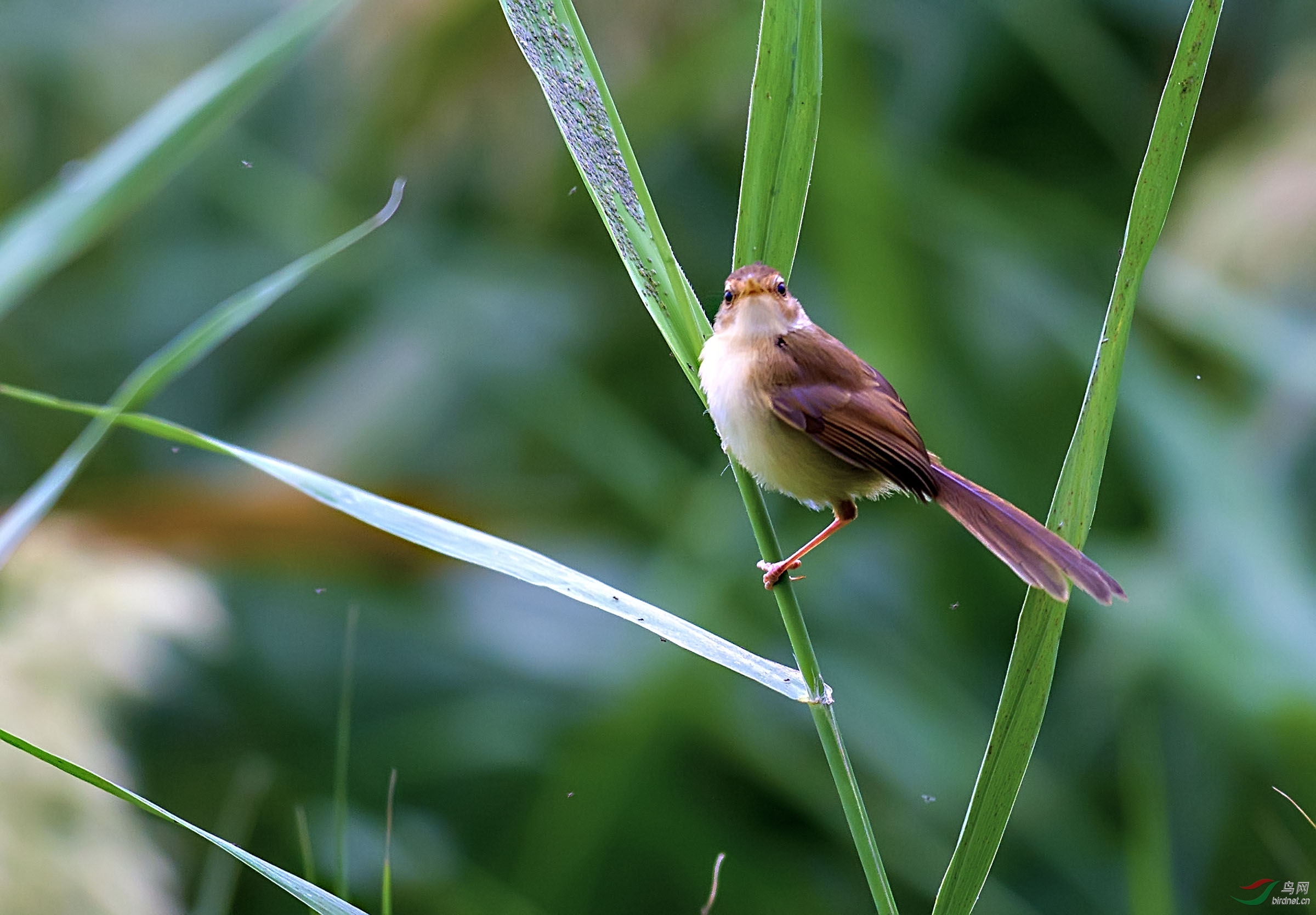芦叶上的鹪莺