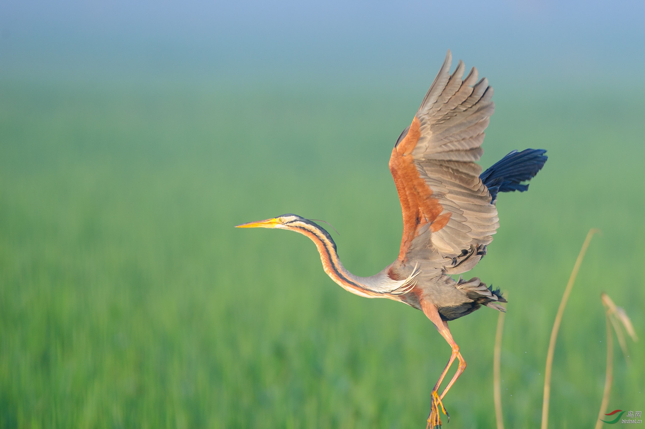 曝一爆惊飞的草鹭