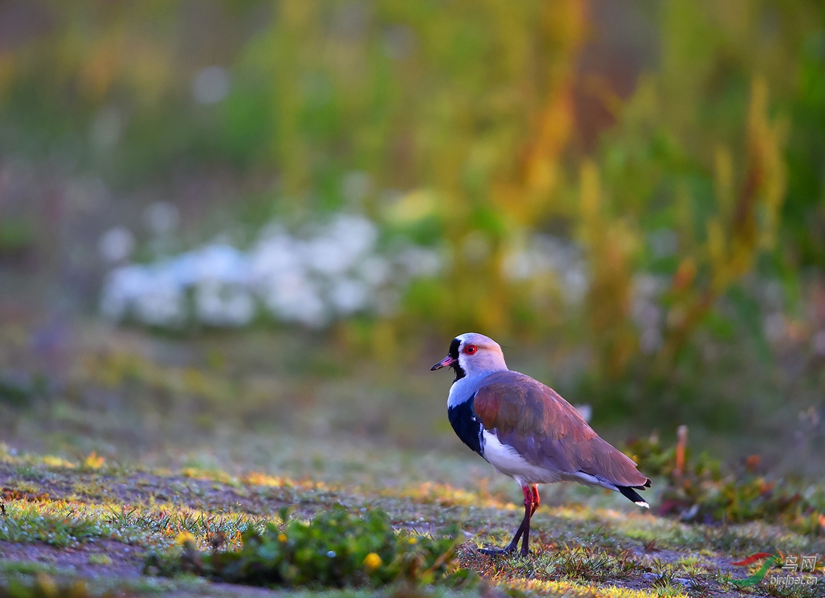 凤头距翅麦鸡凤头距翅麦鸡祝贺荣获首页精华