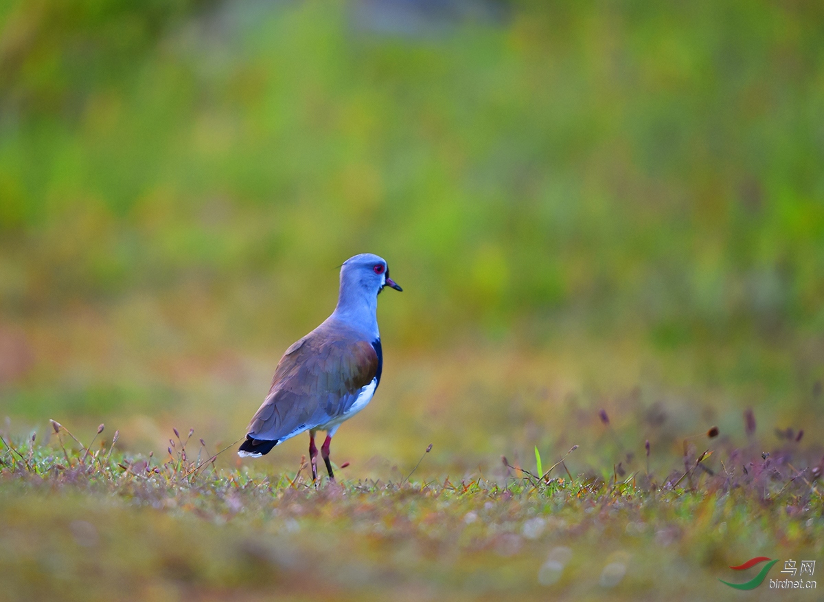 凤头距翅麦鸡凤头距翅麦鸡祝贺荣获首页精华