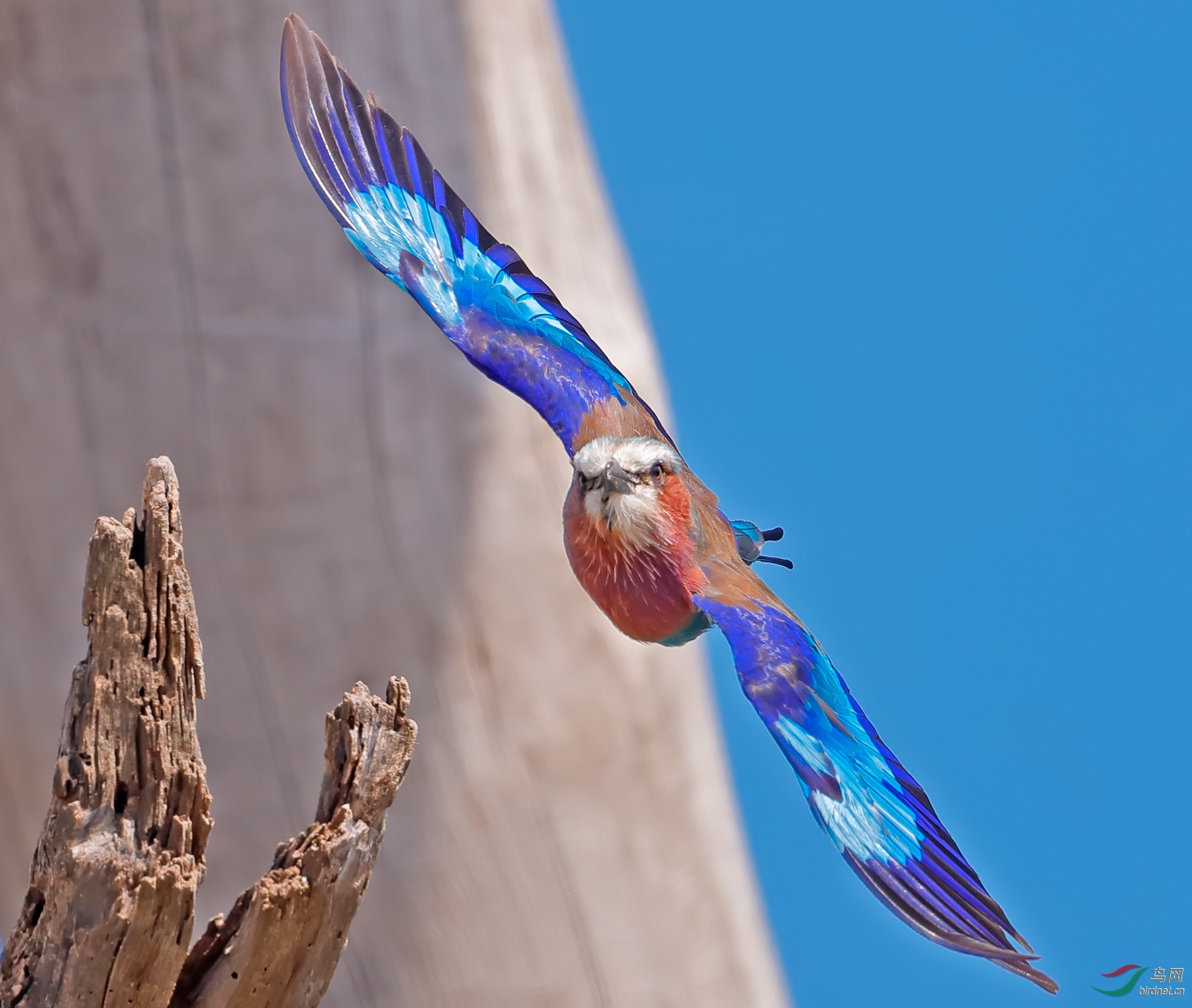 紫胸佛法僧紫胸佛法僧祝贺荣获首页精华