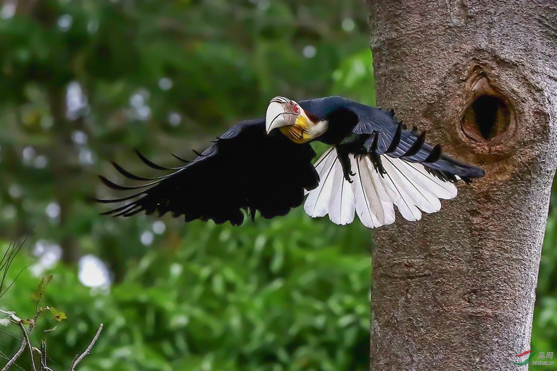 冠斑犀鳥