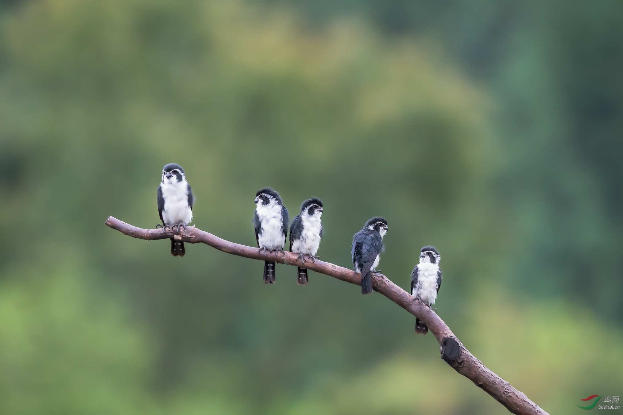 (白腿小隼)七只小隼开分会,六只小隼排排队,五只小隼找对子〔祝贺获得