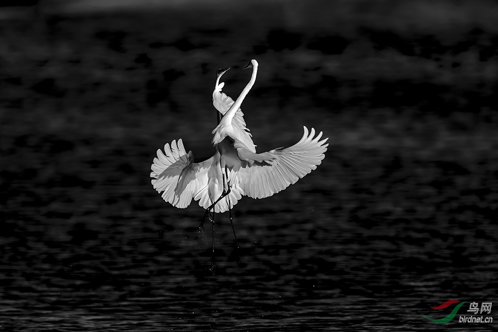 天凉了,我欲拥你入怀,乘风而去.(大白鹭,ps转换黑白)