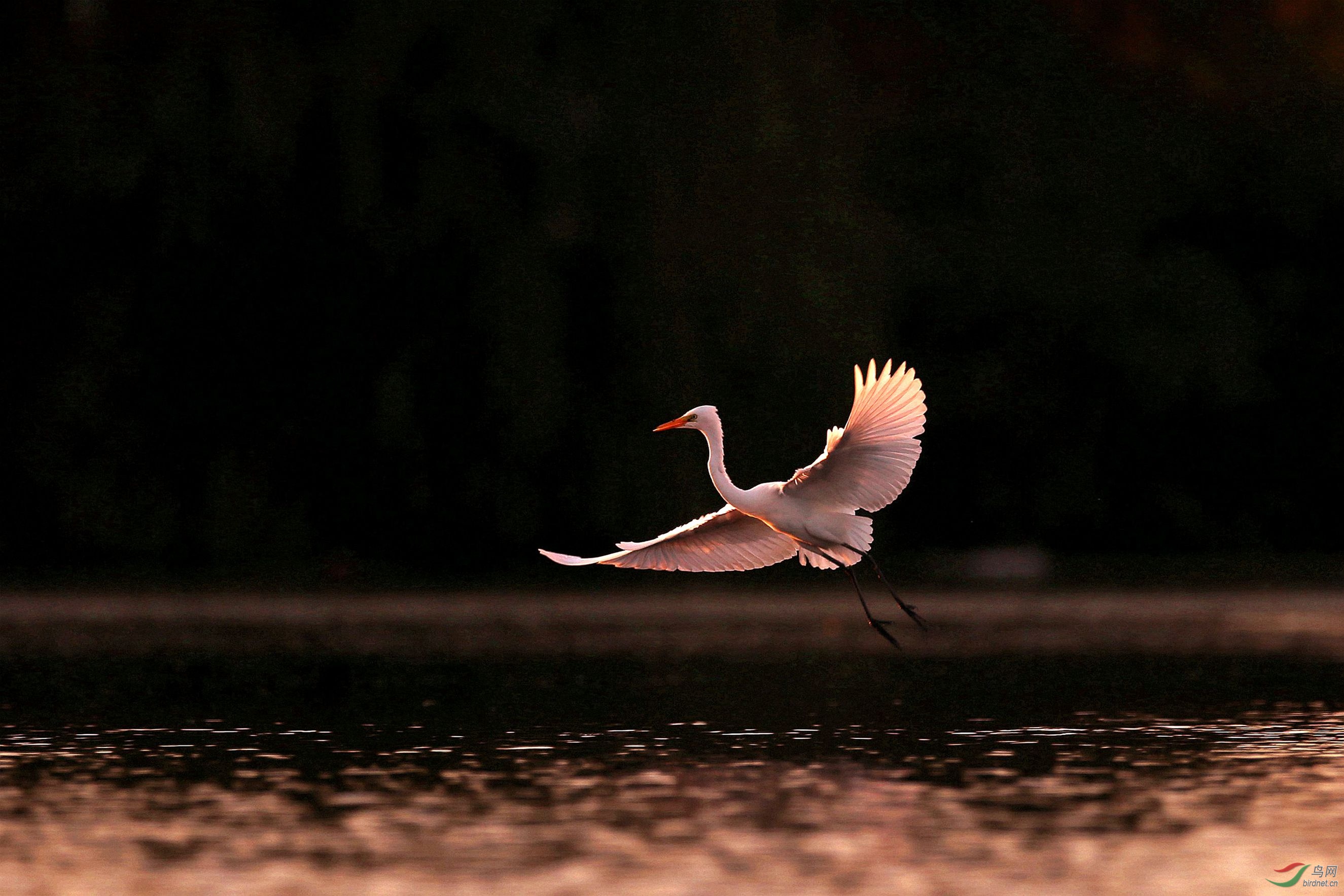 白鹭晚飞图画面的特点图片