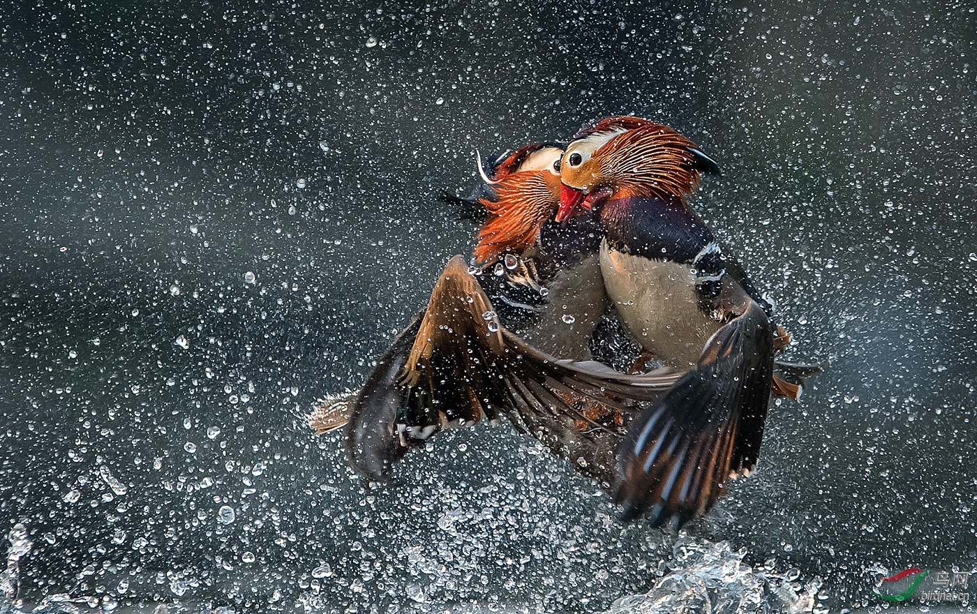 2017��������Ʒ ����ʵҰ����� (4).jpg