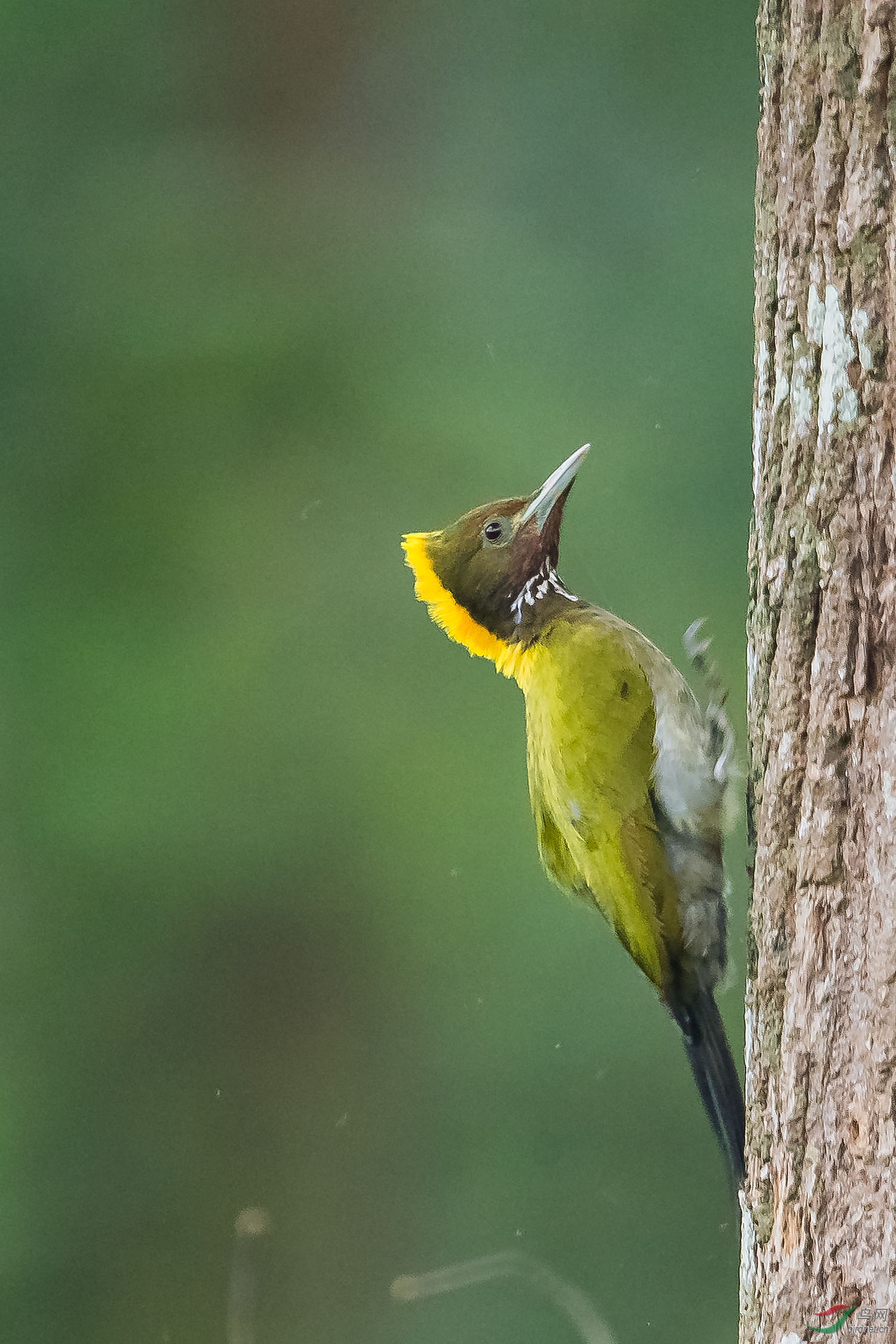 大黄冠啄木鸟