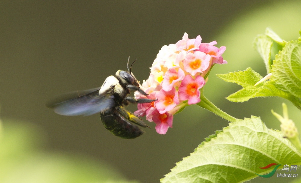 蓝蜂