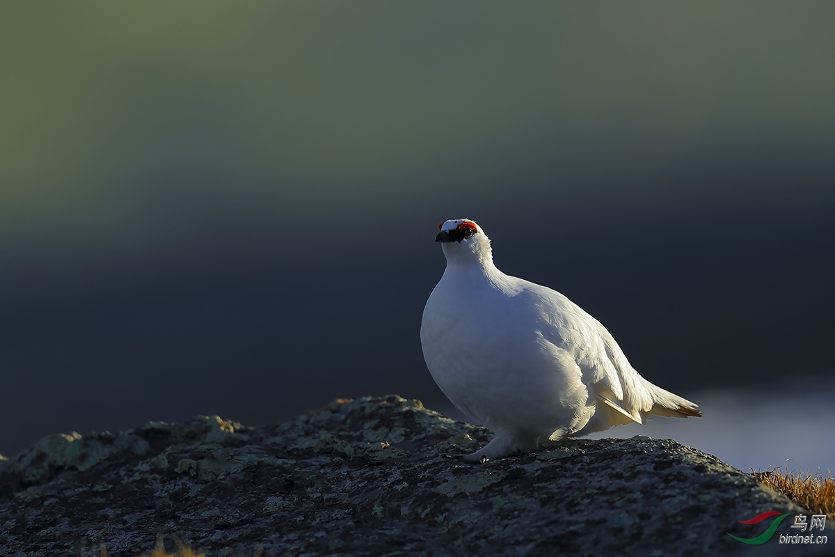 岩雷鸟春天的岩雷鸟给大家一点建议贺荣获首页精华