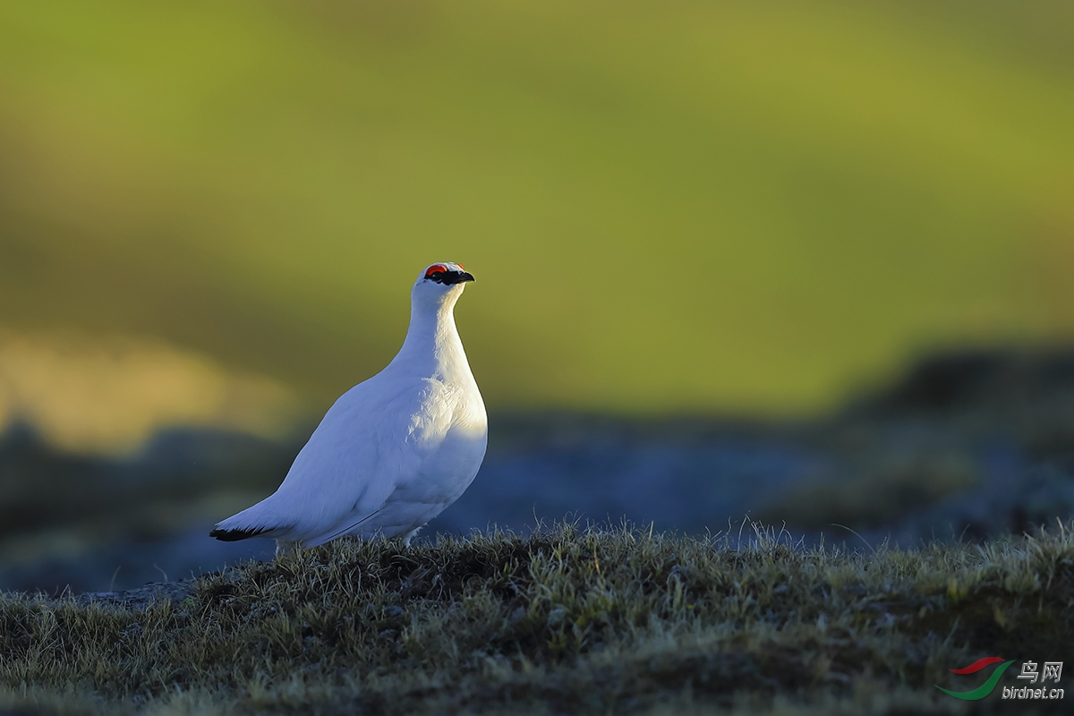 岩雷鸟春天的岩雷鸟给大家一点建议贺荣获首页精华