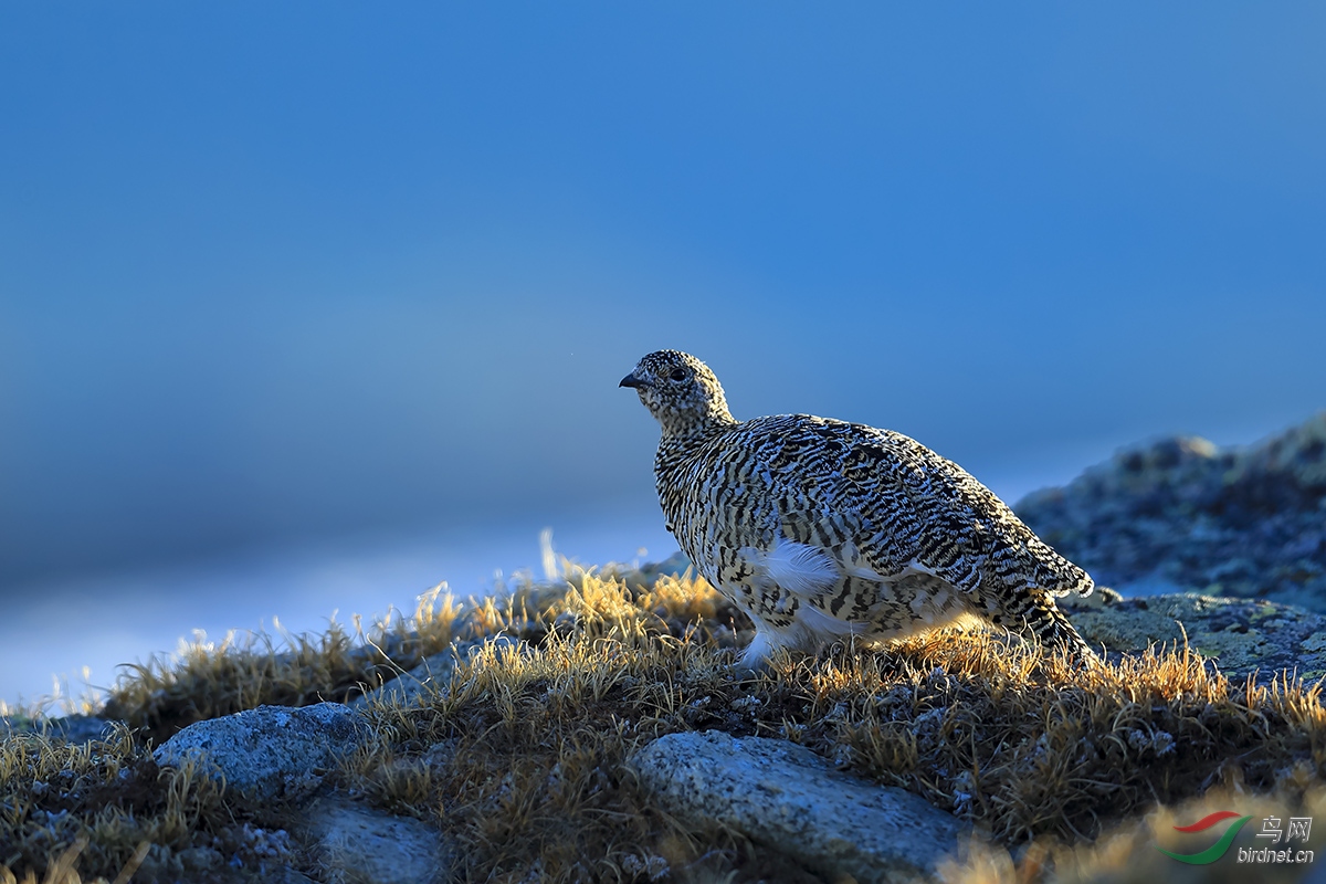 岩雷鸟春天的岩雷鸟给大家一点建议贺荣获首页精华