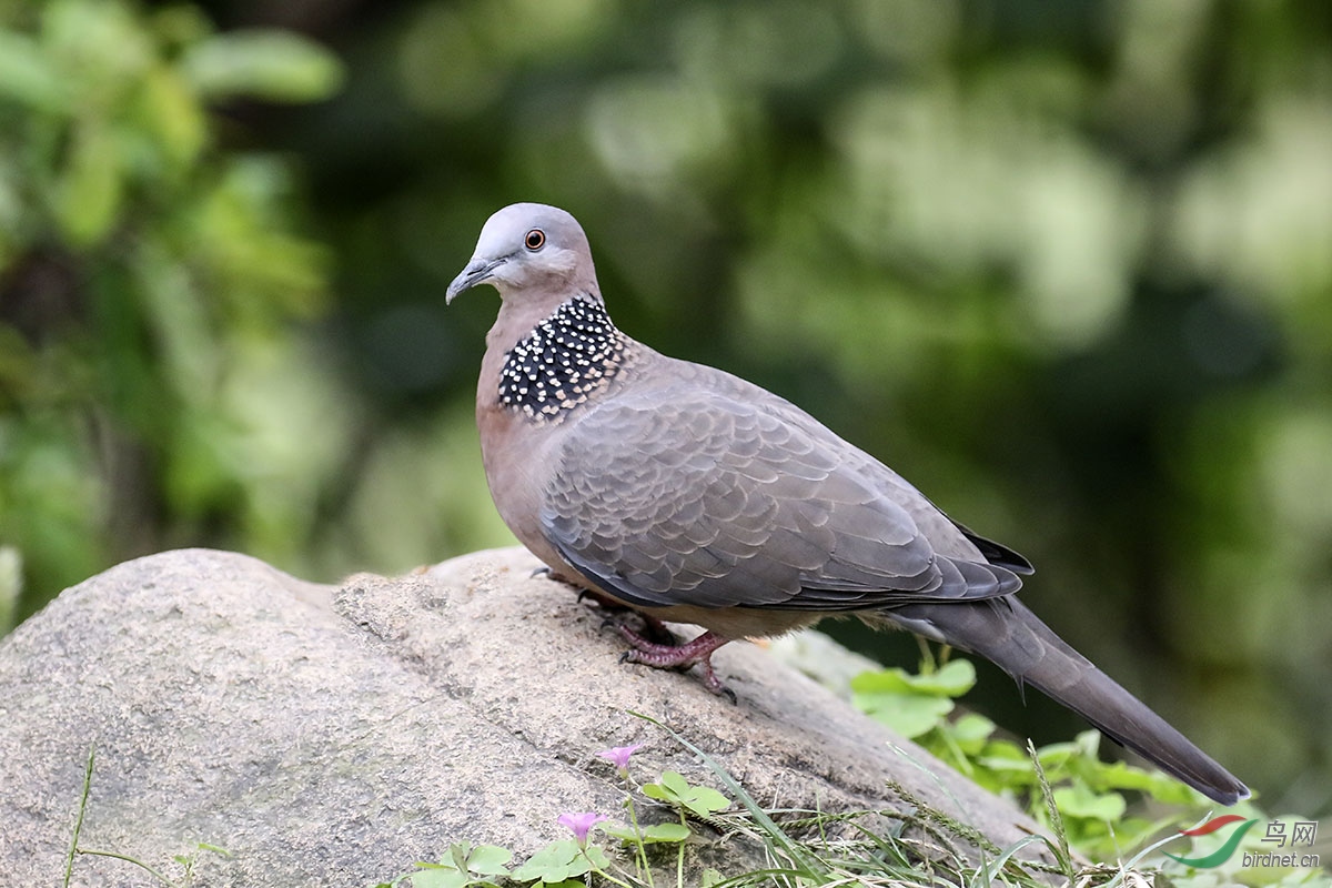 珠頸斑鳩