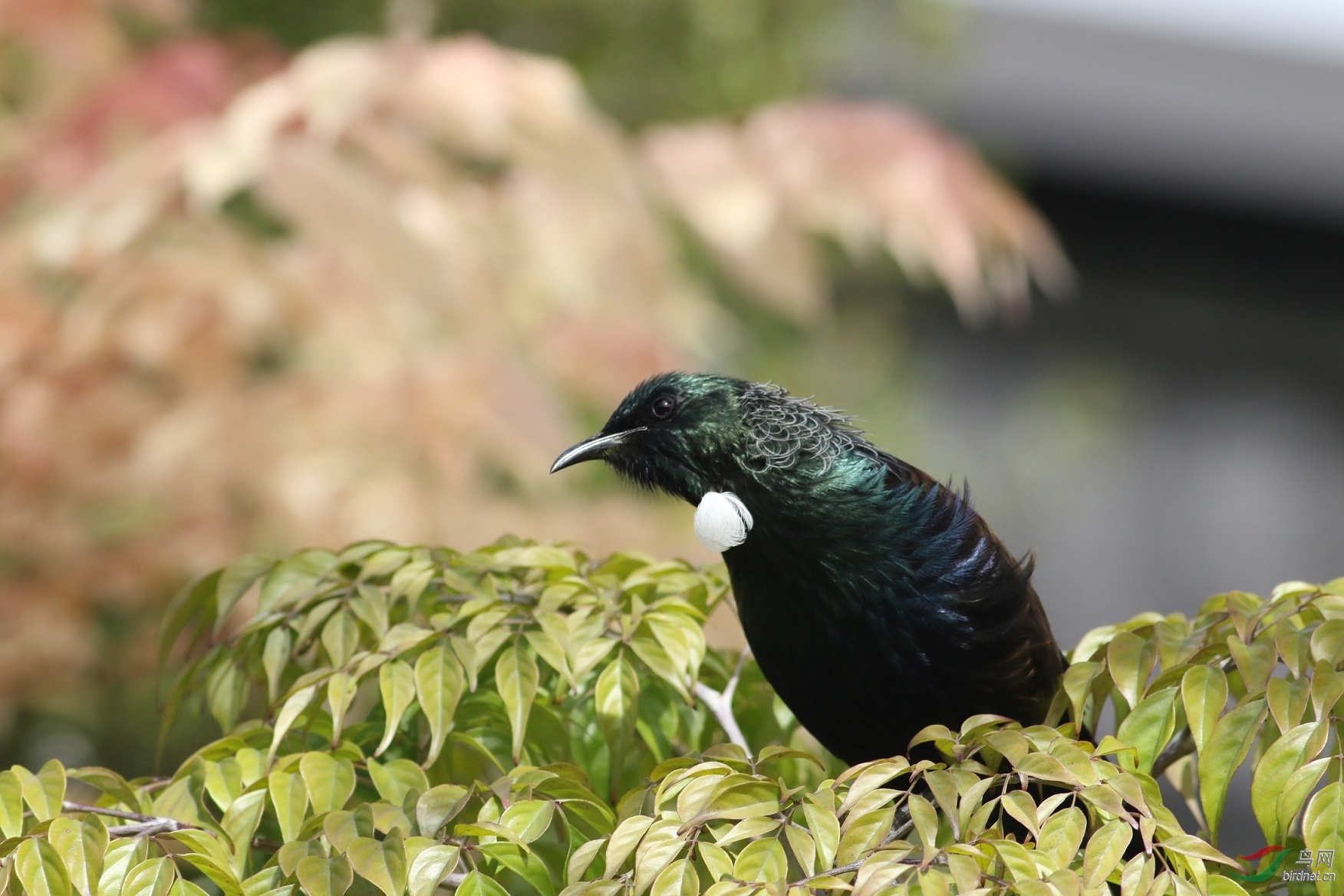新西兰庭院鸟之tui