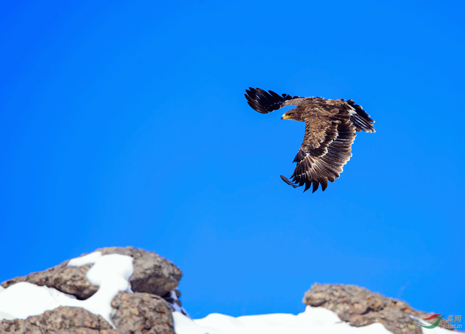 雪山雄鹰