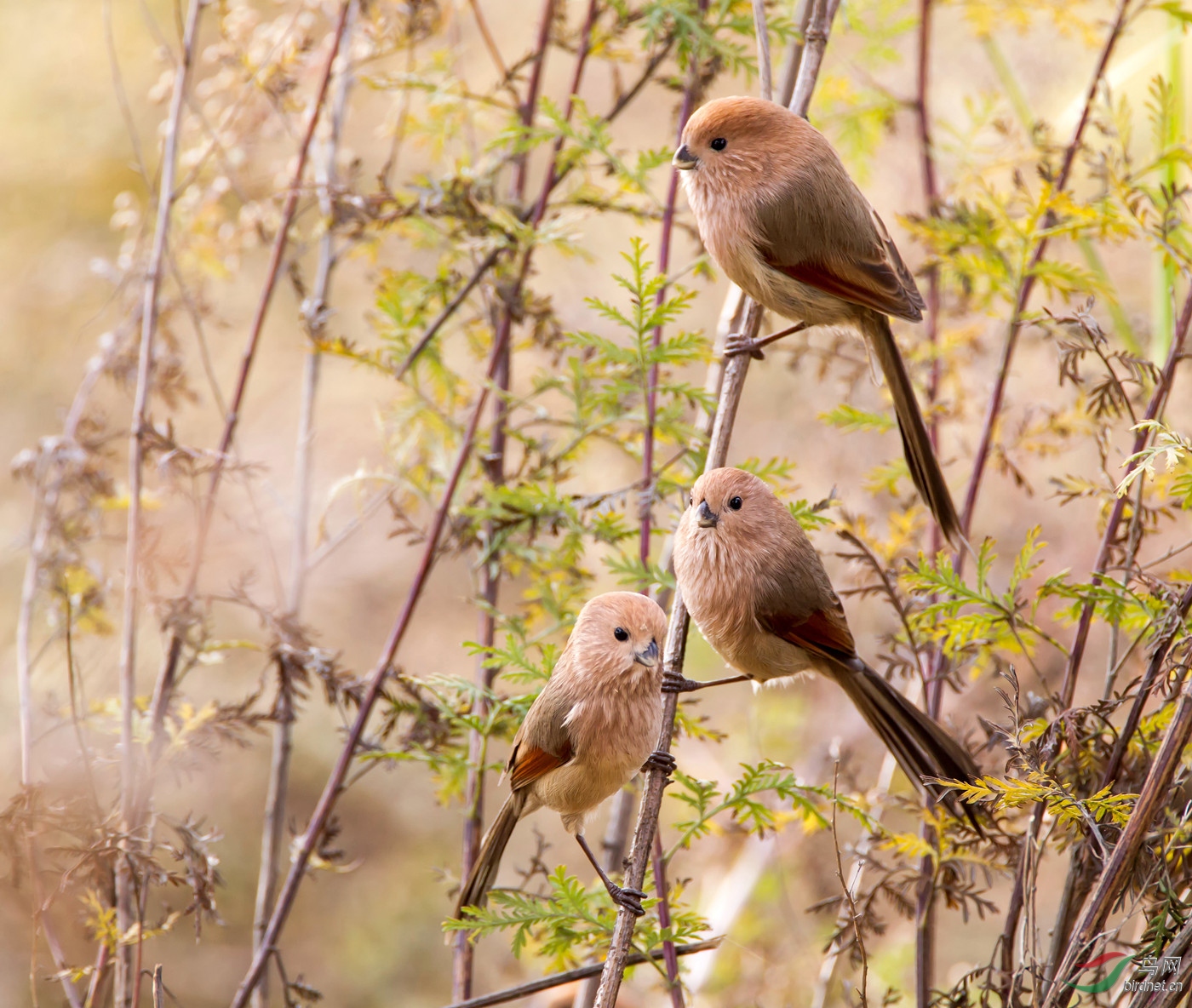 野鸭湖温馨的一家三口