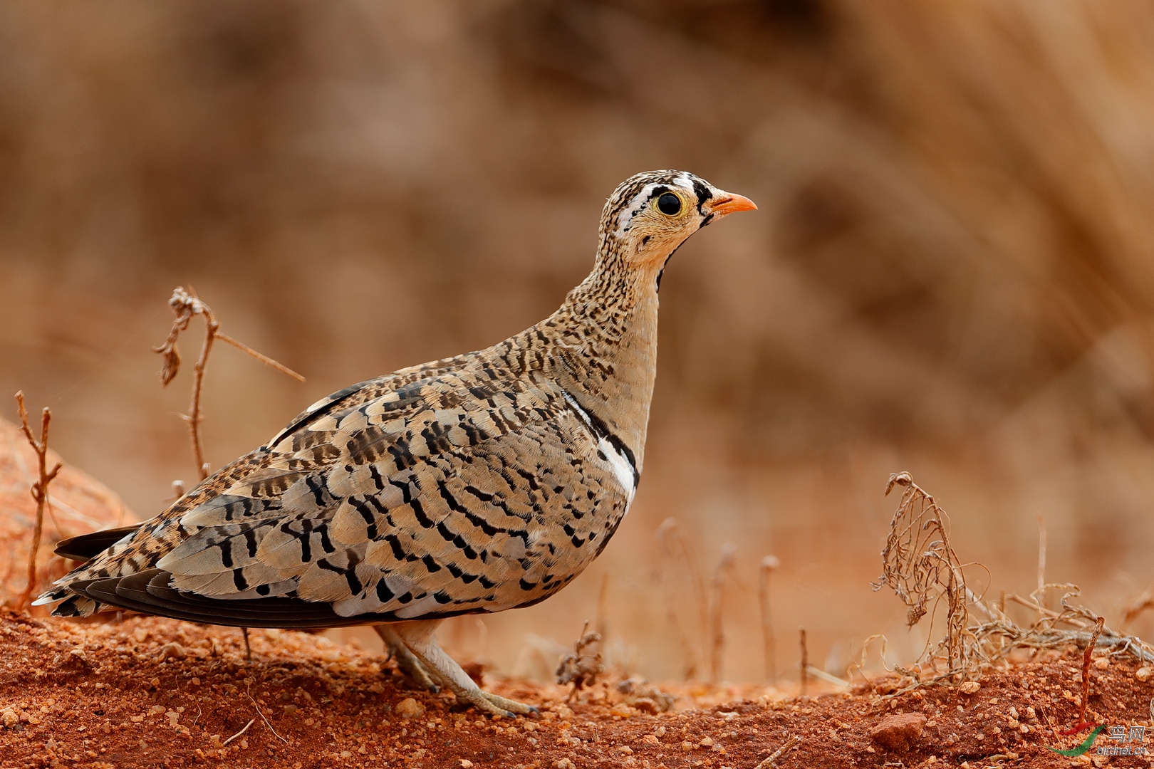 (黑脸沙鸡)黑脸沙鸡(祝贺荣获首页精华)