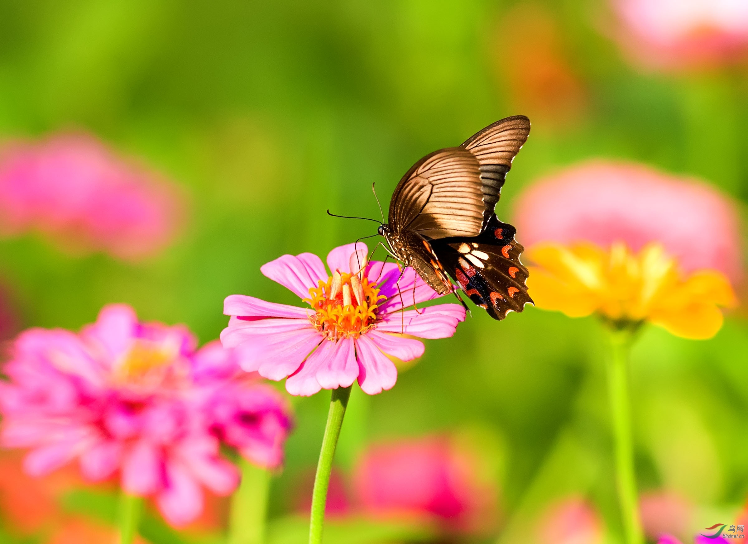 蝴蝶与格桑花