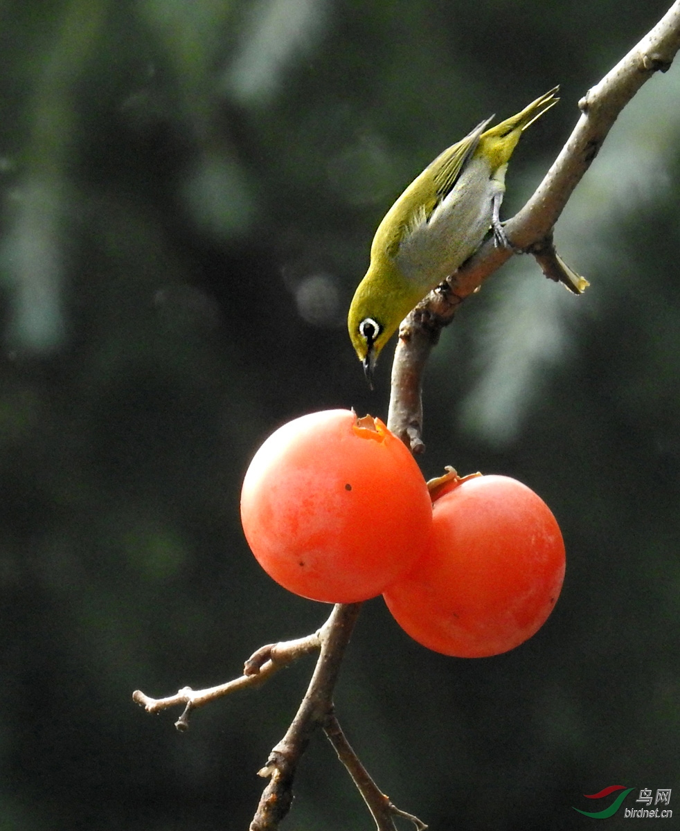 DSCN8243 ����.jpg