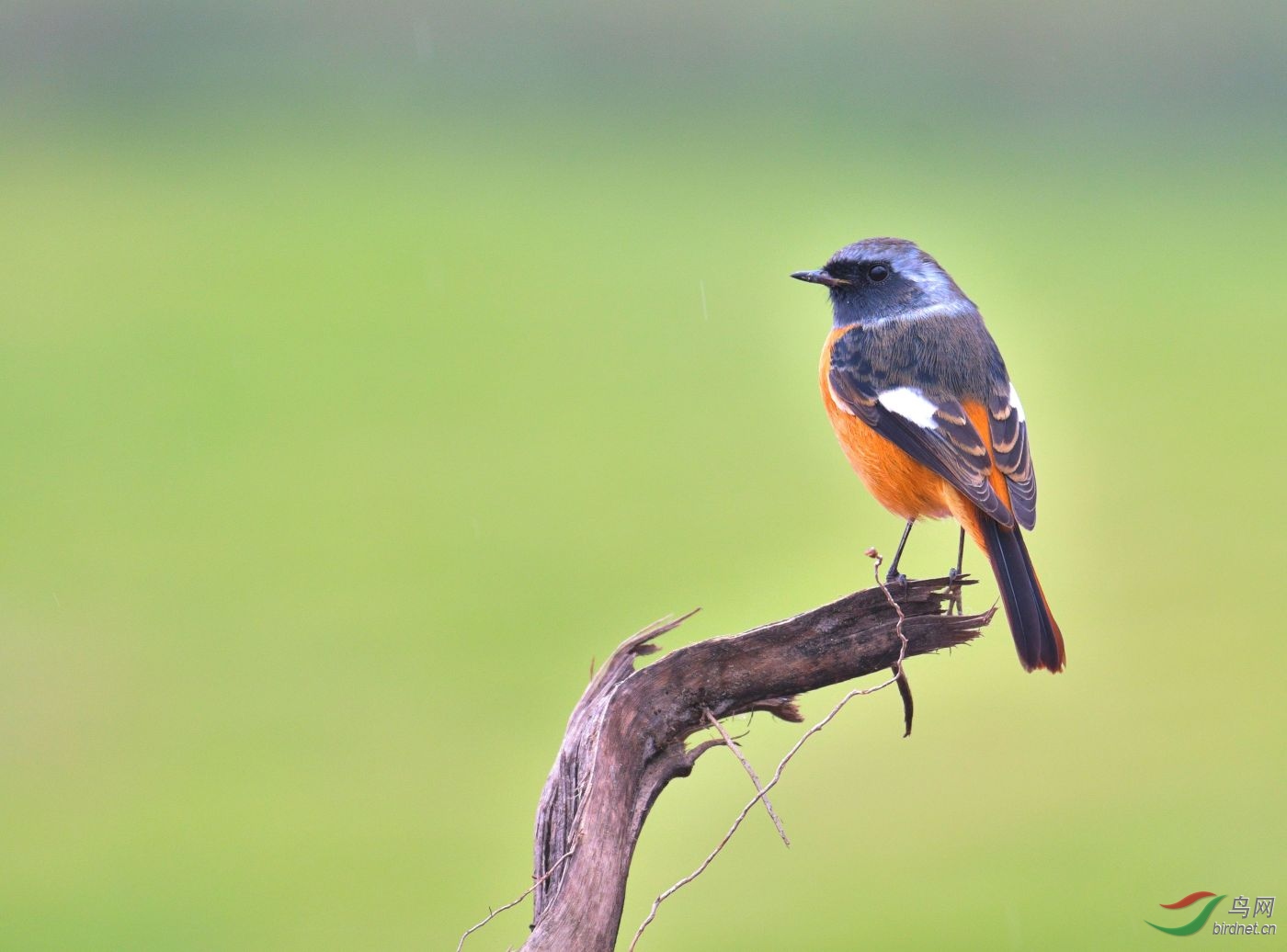 十分给面子的北红雄鸟!