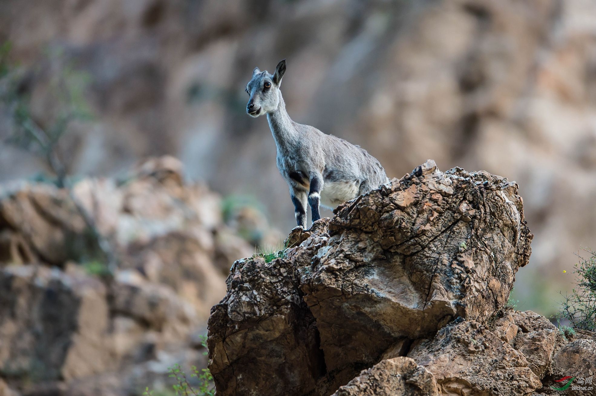 岩羊贺图一获首页精华