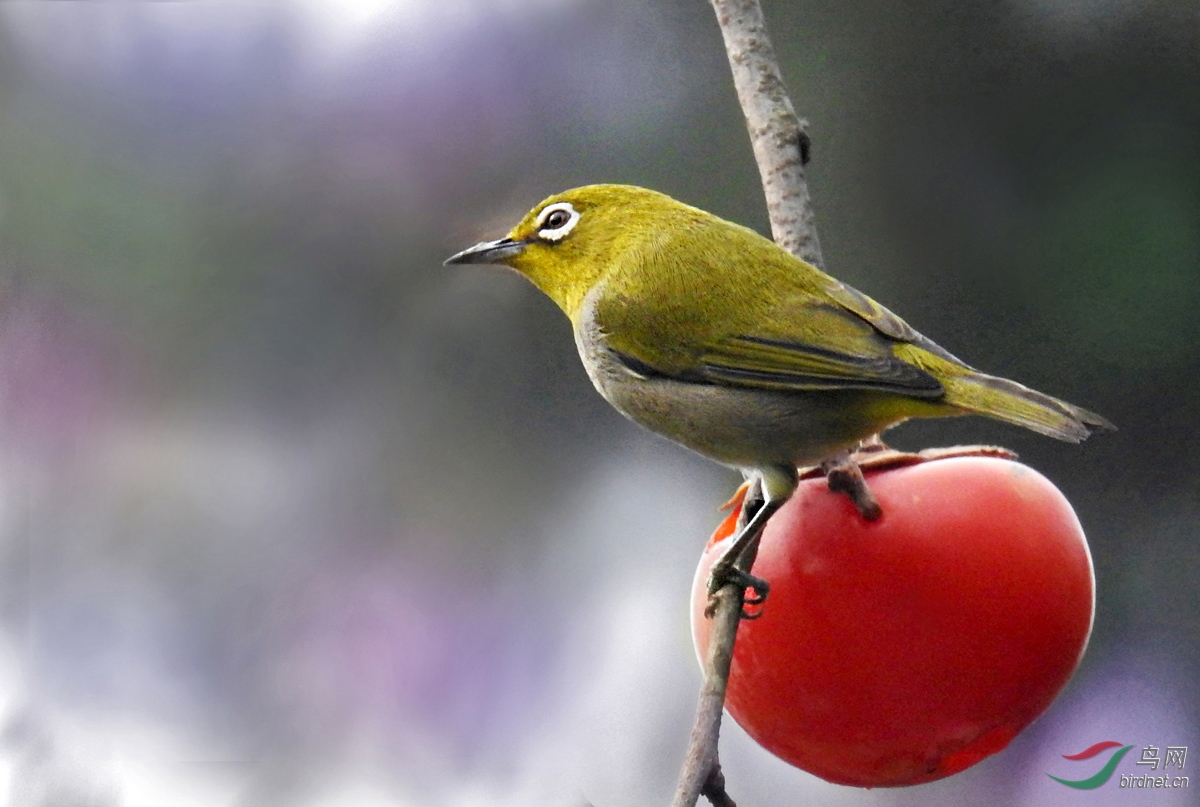 DSCN8191 ����.jpg